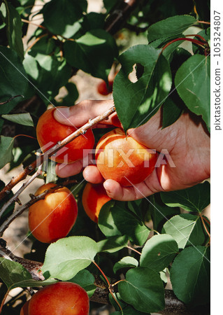 collecting some ripe apricots from an apricot tree collecting some ripe apricots from an apricot tree 105324807