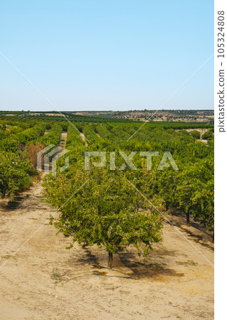 orchard of almond trees in Seros, Catalonia, Spain orchard of almond trees in Seros, Catalonia, Spain 105324808