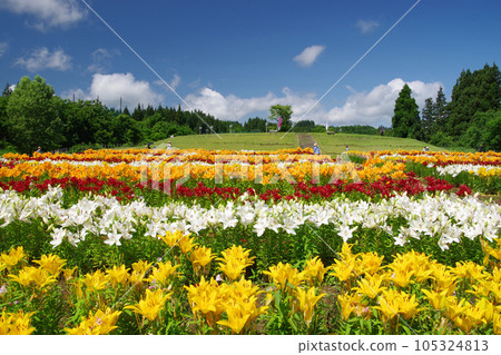 Lily of Tsukioka Park Lily of Tsukioka Park 105324813