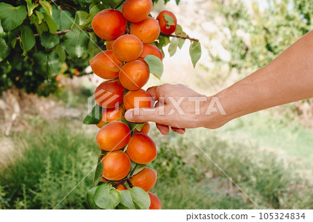 man collecting some ripe apricots from the tree man collecting some ripe apricots from the tree 105324834