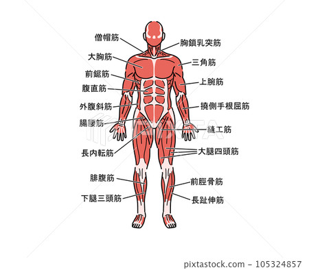 肌肉解剖學 105324857