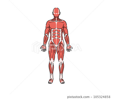 肌肉解剖學(無字母) 肌肉解剖學(無字母) 105324858