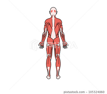 Muscle anatomy (back) (no letters) 105324860