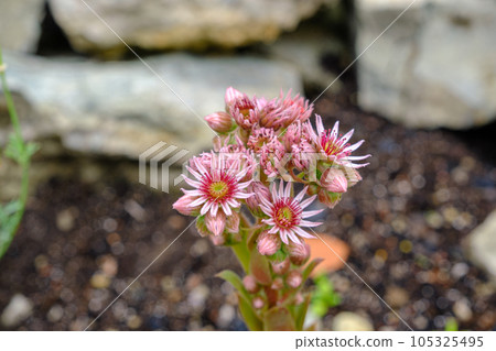 Close-up of beautiful pink flowers of Sempervivum montanum on stone background. Close-up of Mountain Houseleek pink succulent. Close-up of beautiful pink flowers of Sempervivum montanum on stone background. Close-up of Mountain Houseleek pink succulent. 105325495