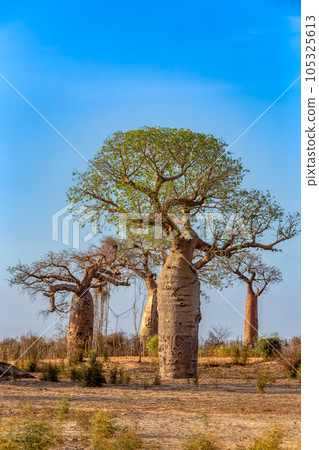 Baobab trees standing tall in Kivalo, Morondava.. Madagascar wilderness landscape. 105325613