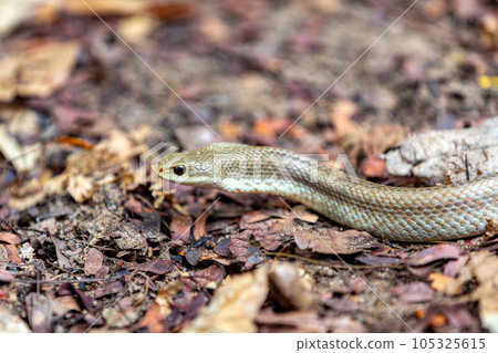 Blonde hognose snake, Leioheterodon modestus, Tsingy de Bemaraha, Madagascar 105325615