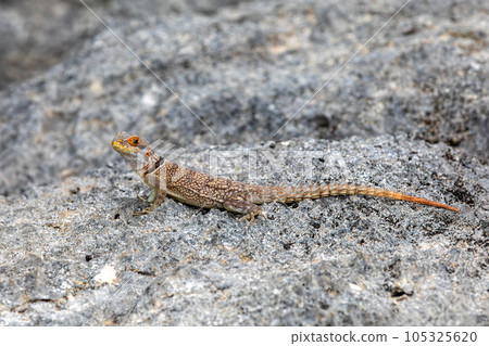 Cuvier's Madagascar Swift, Oplurus cuvieri, Tsingy de Bemaraha. Madagascar wildlife 105325620