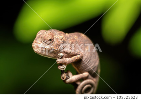 Oustalet's chameleon baby, Furcifer oustaleti, Reserve Peyrieras Madagascar Exotic, Madagascar wildlife 105325628