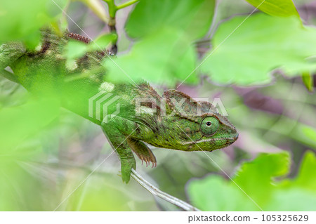 Oustalet's chameleon, Furcifer oustaleti female, Tsingy de Bemaraha, Madagascar wildlife Oustalet's chameleon, Furcifer oustaleti female, Tsingy de Bemaraha, Madagascar wildlife 105325629