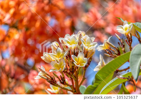 White frangipani, Plumeria alba, Kivalo Madagascar 105325637