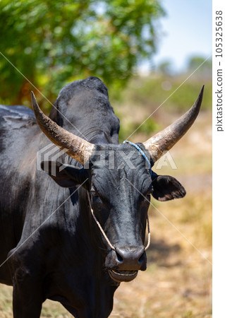 Close-up portrait of a majestic Zebu in Kivalo, Madagascar 105325638