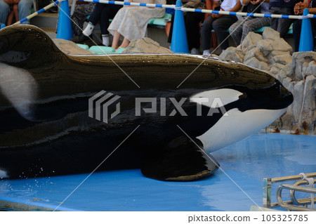 Killer whales at Nagoya Port Aquarium Killer whales at Nagoya Port Aquarium 105325785