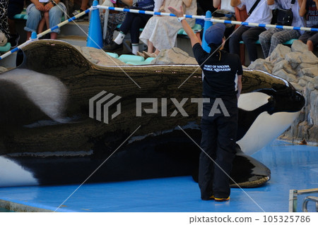 Killer whales at Nagoya Port Aquarium Killer whales at Nagoya Port Aquarium 105325786