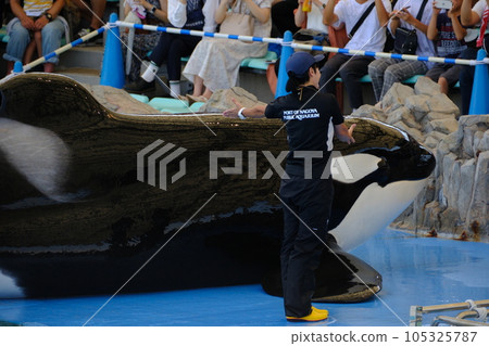 Killer whales at Nagoya Port Aquarium Killer whales at Nagoya Port Aquarium 105325787