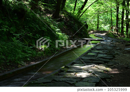 陽光穿過樹林的一條小路 105325999