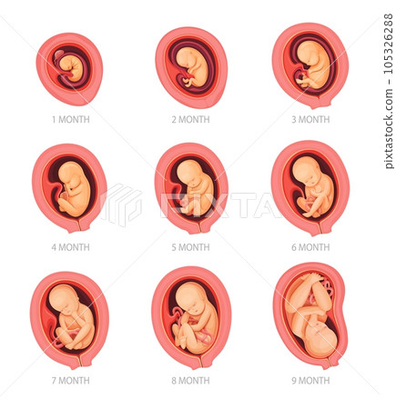 Human embryo development stages, pregnancy and fetus body growth calendar. Embryo in womb, placenta and uterus. Human biology, physiology and reproduction, medicine and prenatal health infographics 105326288