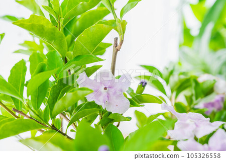 窗台上盛開的二重番祭花 窗台上盛開的二重番祭花 105326558