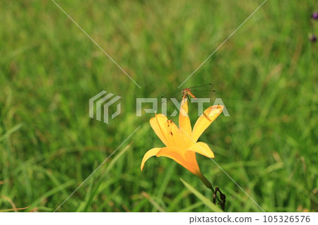一隻蜻蜓棲息在尾瀨的黃花菜上 105326576