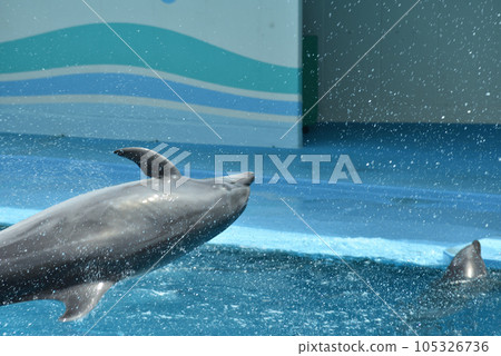 Bouncing dolphin Bouncing dolphin 105326736