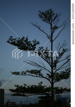 Water park tree 105326899