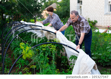 Mature couple shelters plants from the cold at a garden plot Mature couple shelters plants from the cold at a garden plot 105327347