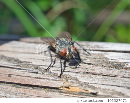 Flea Flea 105327471