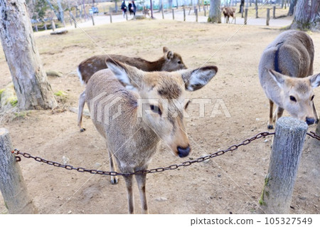Nara Park Deer Nara Park Deer 105327549
