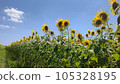 Midsummer Sunflower 105328195