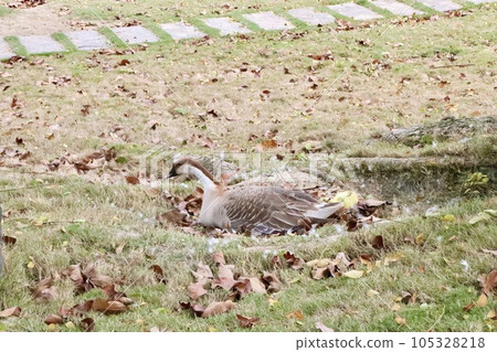 duck guarding children 105328218