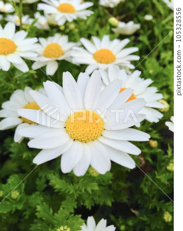 marguerite daisy white flowers marguerite daisy white flowers 105328556