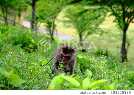 monkey looking for food 105328589