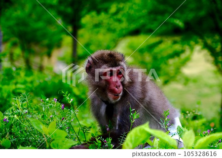 A baby monkey playing in the fresh green 105328616