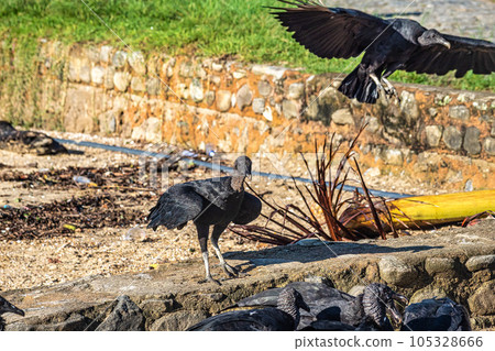 Black vultures at the beach of the colonial city of Paraty, Rio de Janeiro, Brazil. 105328666