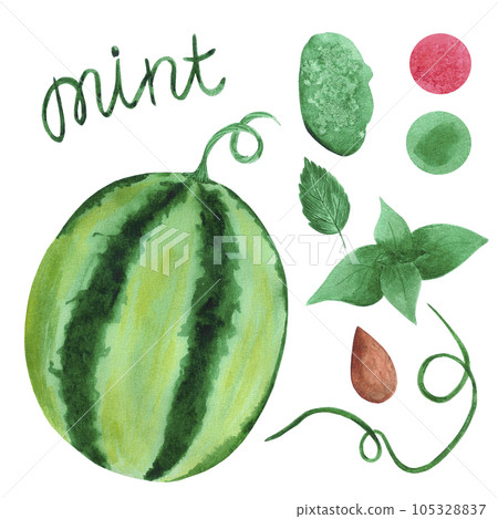 Hand drawn watercolor watermelon with mint leaves. Illustration isolated on white. Can be used for postcard, label, banner and other printed products. 105328837