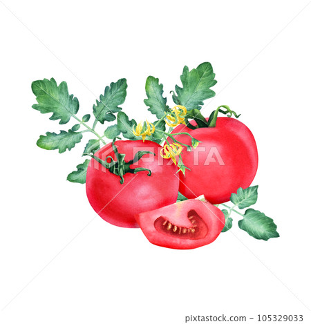 A composition with whole fresh red tomatoes, leaves and flowers. Watercolor illustration isolated on white for clip art, menu, label, package A composition with whole fresh red tomatoes, leaves and flowers. Watercolor illustration isolated on white for clip art, menu, label, package 105329033