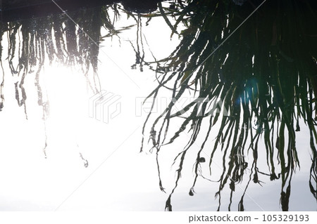 漂浮在湖面上的植物 漂浮在湖面上的植物 105329193