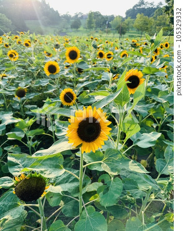 仲夏向日葵 仲夏向日葵 105329332