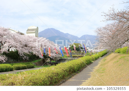Cherry blossoms along the river Cherry blossoms along the river 105329355
