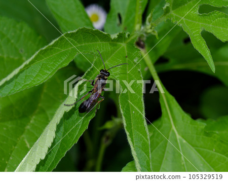 "Hunting bee black wasp ♀ "Hunting bee black wasp ♀ 105329519