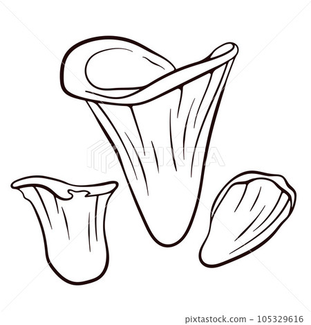 Angel wing inedible mushroom in line art style. Black and white vector sketch. Illustration Isolated on a white background. Angel wing inedible mushroom in line art style. Black and white vector sketch. Illustration Isolated on a white background. 105329616