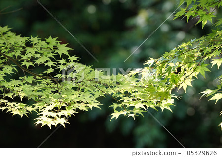 年輕的楓葉在燈光下閃閃發光 年輕的楓葉在燈光下閃閃發光 105329626