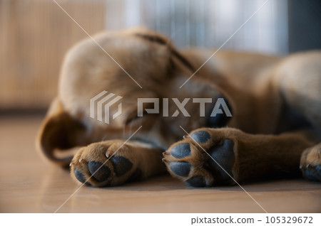 Adorable purebred golden labrador retriever puppy lying and sleeping on the floor Adorable purebred golden labrador retriever puppy lying and sleeping on the floor 105329672