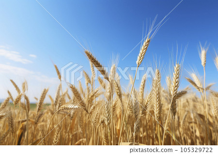 Wheat field 105329722