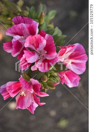 Red flowers of godecia in the garden. Large flowers of godecia. 105329779