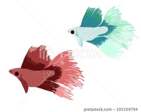 illustration of tropical fish betta illustration of tropical fish betta 105329794