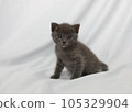 Child cat 105329904