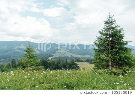 Green Ukrainian mountains. Summer time. Beautiful views of the largest peaks. 105330019