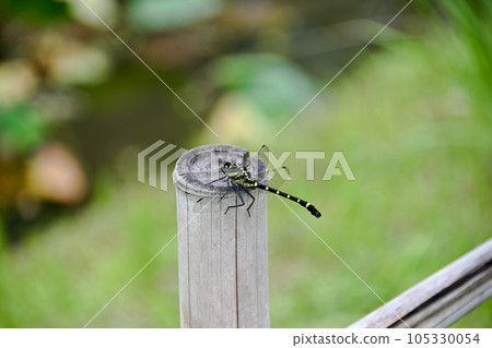 Koniyanma Koniyanma 105330054