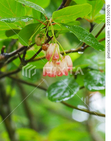 初夏盛開的沙拉花 初夏盛開的沙拉花 105330076