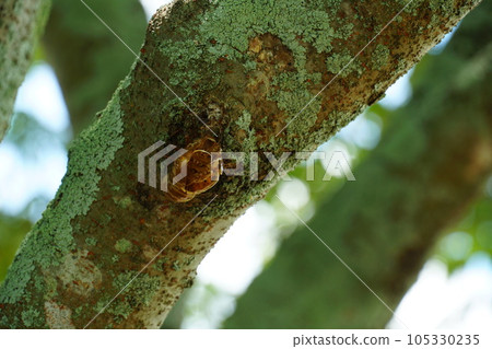Cicada shell Cicada shell 105330235